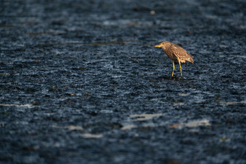 Black-crowned Night heron at Tubli bay, Bahrain