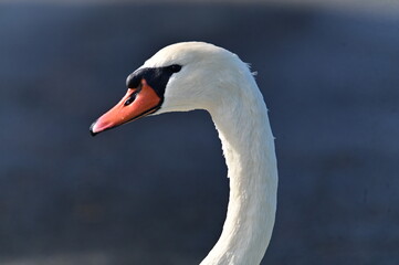 Cygne