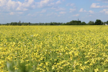 Obraz premium field of yellow flowers