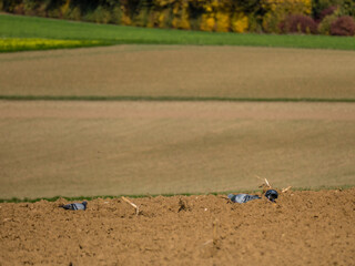 Krähen suchen Futter auf dem Feld