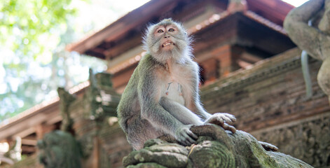 Obraz premium .behavior of monkeys in nature, reproduction and care for offspring. Tourist contact reserves with primates