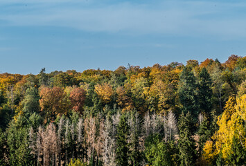 Fototapeta premium Abgestorbener Baum durch Trockenheit