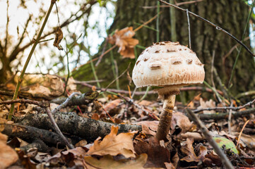 Lonely wild mushroom in the forest in clearing between pine needles closeup