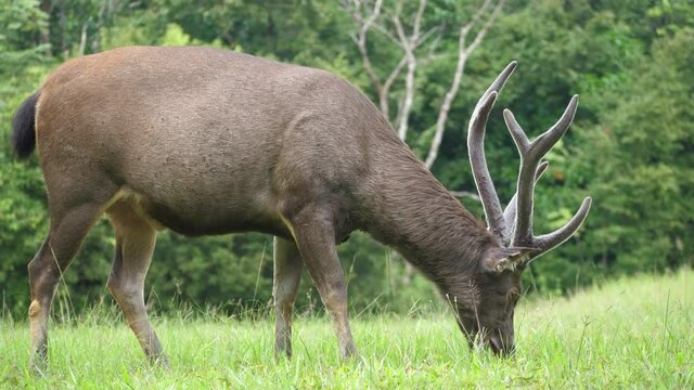 Wild deer eating grass on the meadow,Sambar Deer,Nature background with wild animals