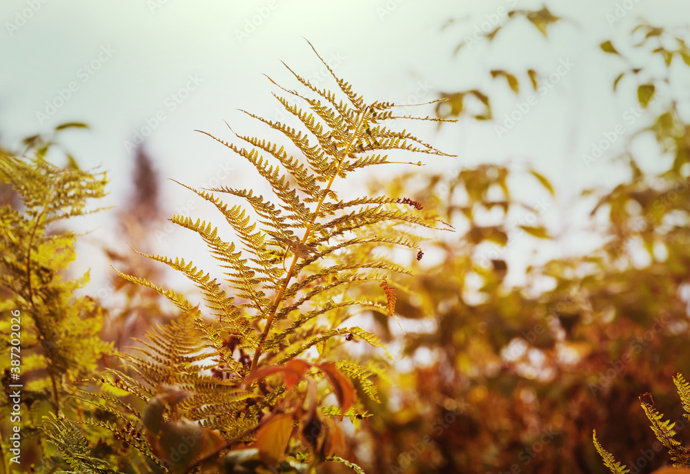 Poster fern