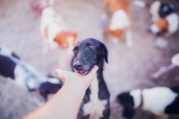 Cute black affectionate whippet close up