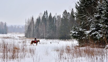 horse in winter