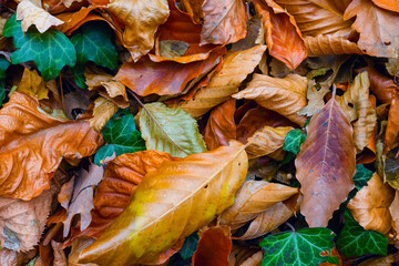 closeup red dry autumn leaves background, autumn texture