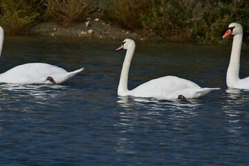 Cygne