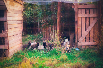 Raccoon dogs at a fence in a nature reserve in summer in Russia