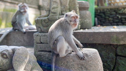 Obraz premium .behavior of monkeys in nature, reproduction and care for offspring. Tourist contact reserves with primates