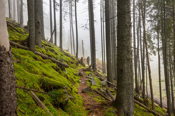 Obraz premium Hike in the forest