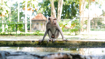 family of primates in nature. Protected tourist areas with primates