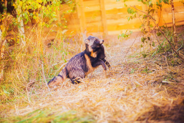 A raccoon dog rescued from a fur production is in a reserve, a raccoon dog in its natural habitat, a young raccoon dog in a forest