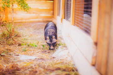 A raccoon dog rescued from a fur production is in a reserve, a raccoon dog in its natural habitat, a young raccoon dog in a forest