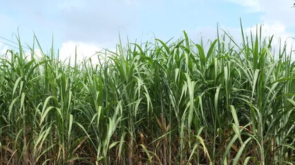 Fields of sugar cane with beautiful sky, sugar cane with organic agriculture.