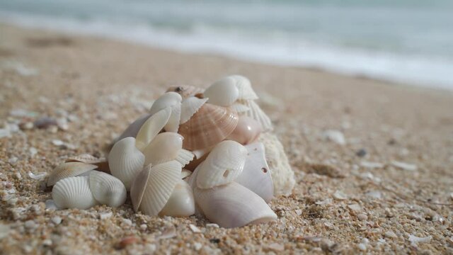 Seashell at the beach in sunset copy area Phuket, Thailand
