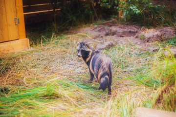 A raccoon dog rescued from a fur production is in a reserve, a raccoon dog in its natural habitat, a young raccoon dog in a forest