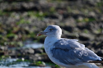 Mouette