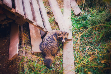 A raccoon dog rescued from a fur production is in a reserve, a raccoon dog in its natural habitat, a young raccoon dog in a forest