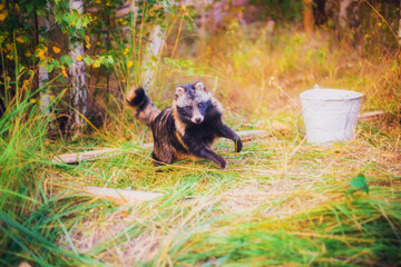 A raccoon dog rescued from a fur production is in a reserve, a raccoon dog in its natural habitat, a young raccoon dog in a forest
