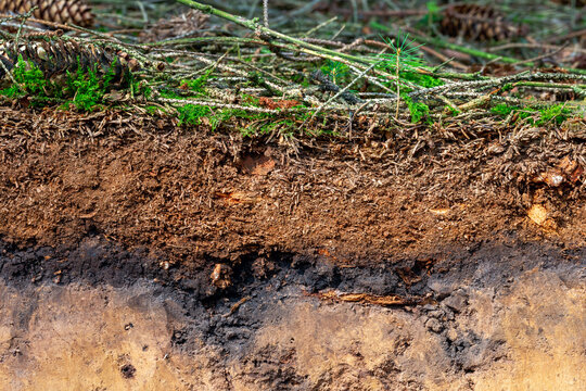 Organic layer and topsoil of a Luvisol in a spruce forest