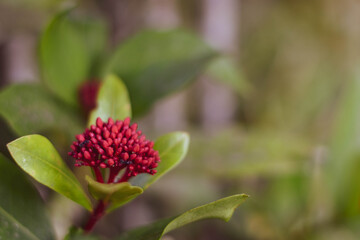 Red flower