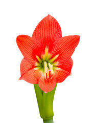 The Four directions bright red that is naturally beautiful.