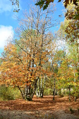 Naklejka premium automne17