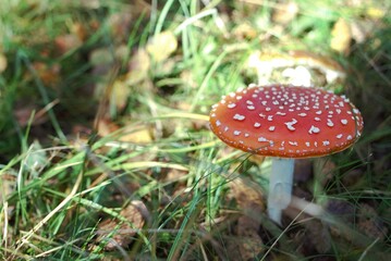 fly agaric mushroom