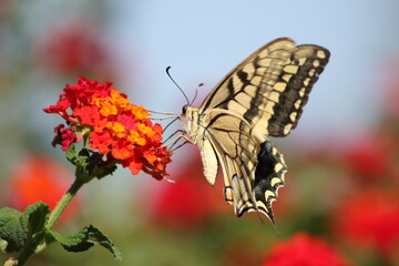 Papillon