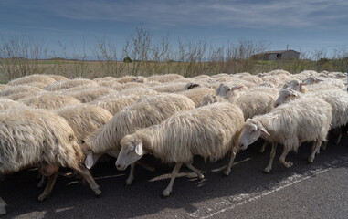 flock of Sardinian sheep returning to the fold
