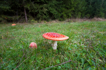 Muchomor czerwony na zielonej trawie © Arkadiusz