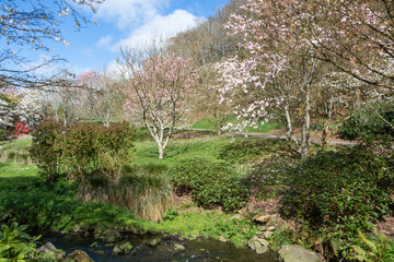 Magnolia trees and river in a park during spring