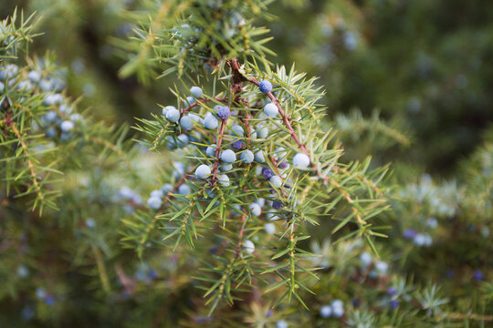 Jałowiec (Juniperus L.)