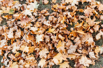 Autumn leaves, yellow, orange and red, background