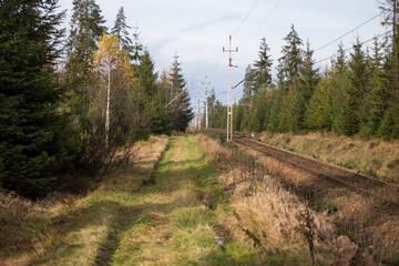 Fototapeta na wymiar tory kolejowe w lesie