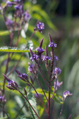 Blue Vervain | Perennial | Digital Image Print | Instant Download | Flower | Landscape & Nature Photography | Wall Art Picture | Vertical