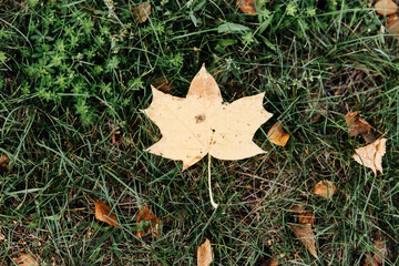 Autumn leaves, yellow, orange and red, background