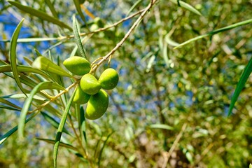 Green olives in the tree close to autumn harvest season
