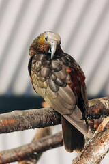 Kaka perching on tree