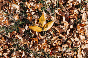 Autumn leaves, yellow, orange and red, background