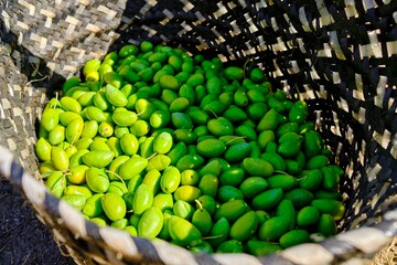 Close view of a basket full of small green olives