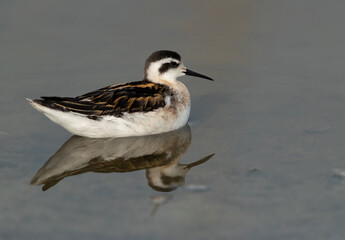 Red-necked phalarope and dramatic reflection on water at Asker Marsh, Bahrain