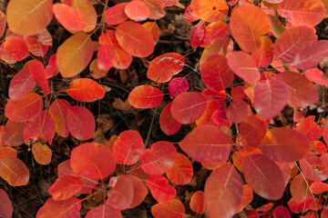 Autumn leaves, yellow, orange and red, background