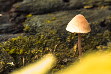 Pilze im Herbst