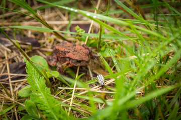Junge Erdkröte, Bufo bufo