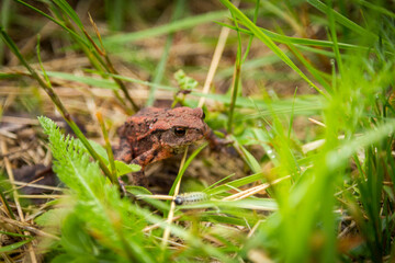 Junge Erdkröte, Bufo bufo