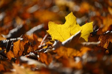 Autumn background. Beautiful colorful leaves of trees in nature. Autumn time.