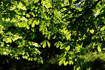 Fototapeta na wymiar A close-up of the green leaves of a horse chestnut (or Aesculus hippocastanum). sunny day